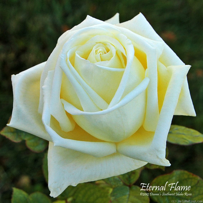 'Eternal Flame (hybrid tea, Meilland 2007)' rose photo