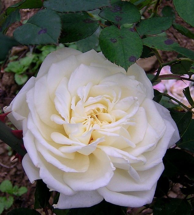'Kaiserin Auguste Viktoria' rose photo