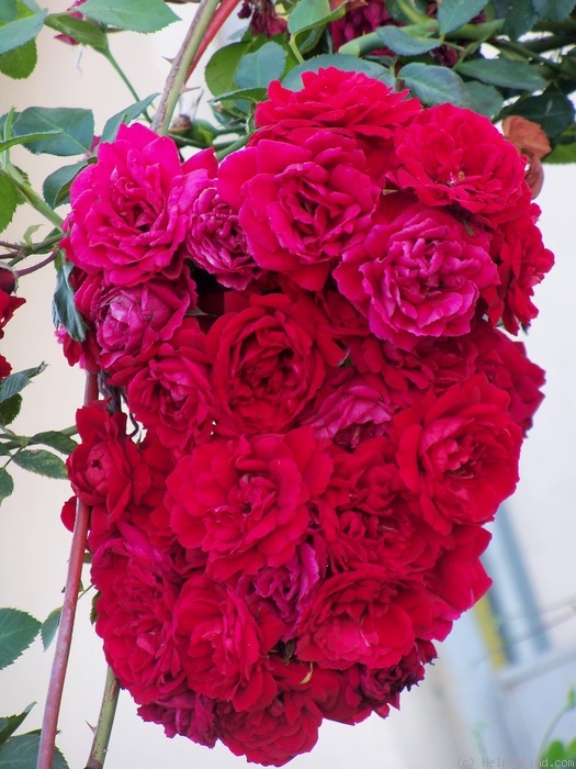 'Sympathie ®' rose photo