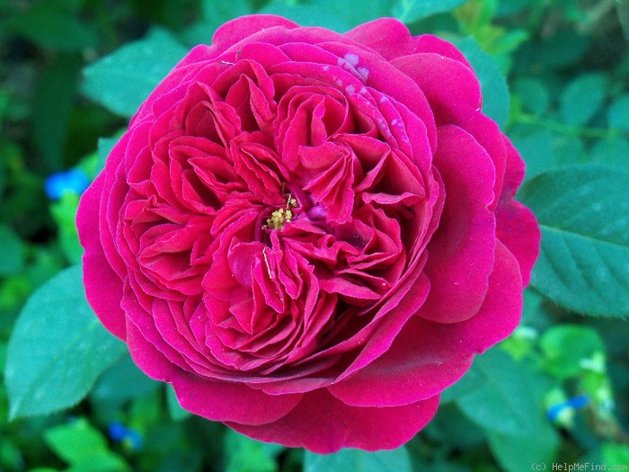 'Falstaff' rose photo