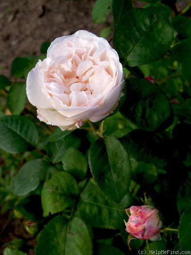 'Winchester Cathedral ®' rose photo