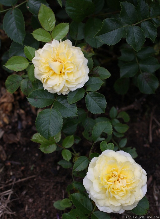 'Nadia Meillandeco' rose photo