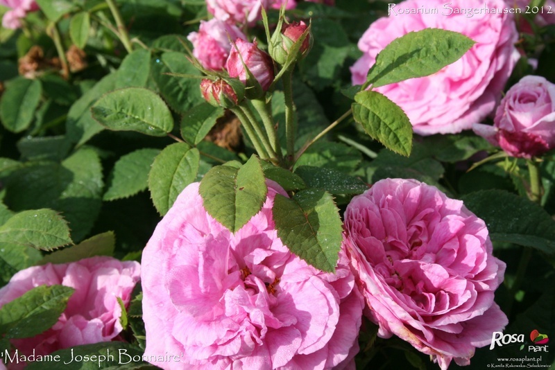 'Madame Joseph Bonnaire' rose photo