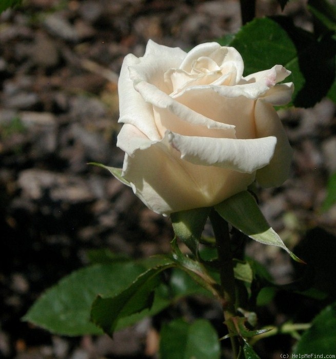 'Antique Silk' rose photo