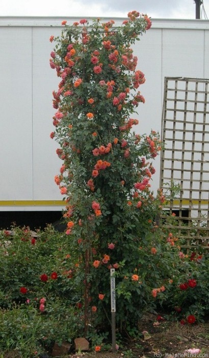 'Apricot Midinette' rose photo