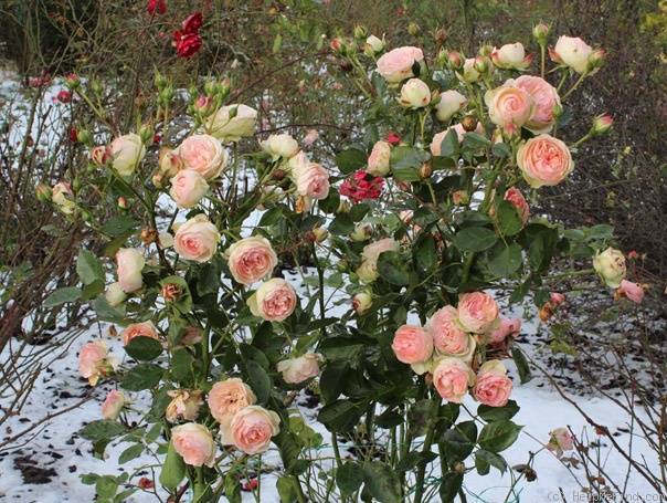 'Pastella ® (floribunda, Evers/Tantau, 1998)' rose photo