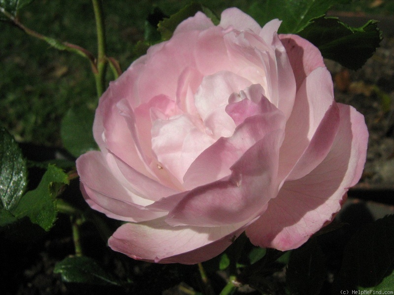 'Madame Pierre Oger (Bourbon, Oger, 1878)' rose photo