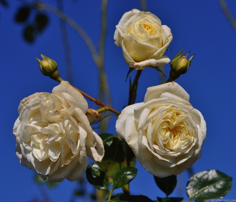 'Clarence House' rose photo
