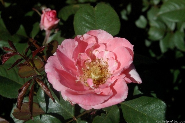 'Colchester Beauty' rose photo
