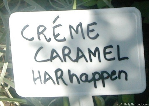 'Creme Caramel (shrub, Harkness 2001)' rose photo