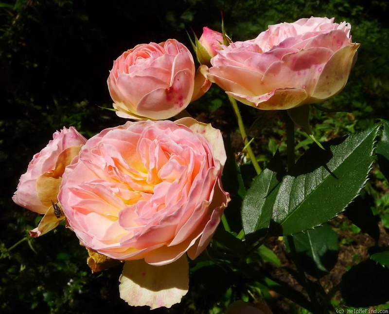 'Pastella ® (floribunda, Evers/Tantau, 1998)' rose, click to enlarge 'Pastella ® (floribunda, Evers/Tantau, 1998)' rose photo