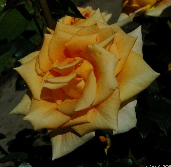 'Golden Monica ®' rose photo