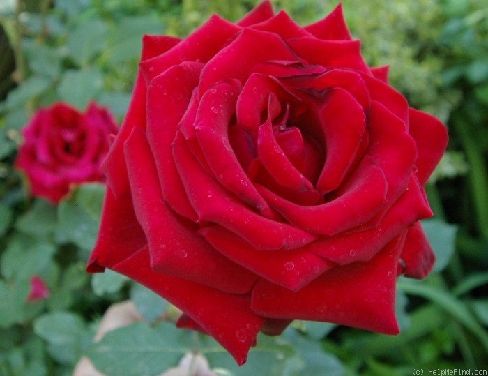 'JAColman' rose photo