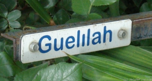 'Guelilah' rose photo