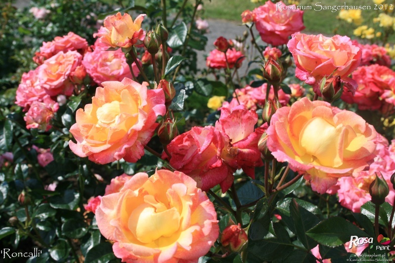'Roncalli' rose photo