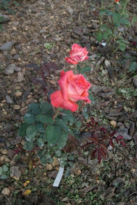 'Bushveld Dawn' rose photo