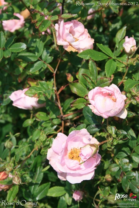 'Rose d'Orsay' rose photo
