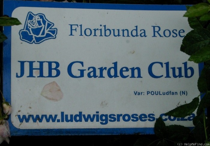 'Jhb Garden Club' rose photo