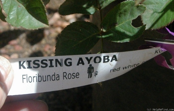 'Kissing Ayoba' rose photo
