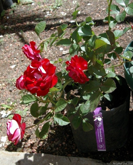 'Kissing Ayoba' rose photo