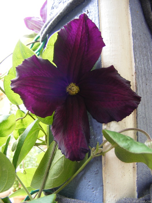 'Romantika' clematis photo