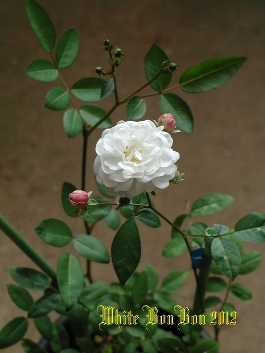 'White BonBon' rose photo