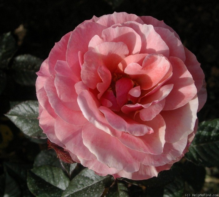 'Coreen Krige' rose photo