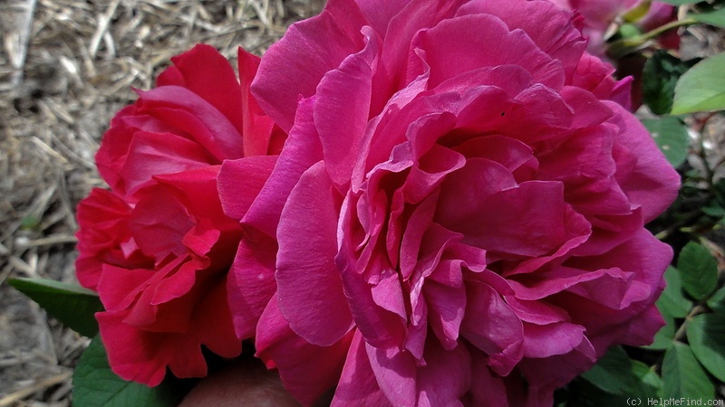 'Parfum de l'Hay' rose photo