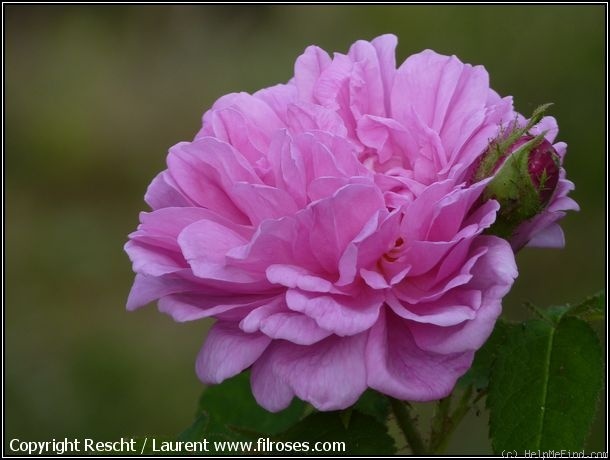 'René d'Anjou (perpetual moss, Robert, 1853)' rose photo