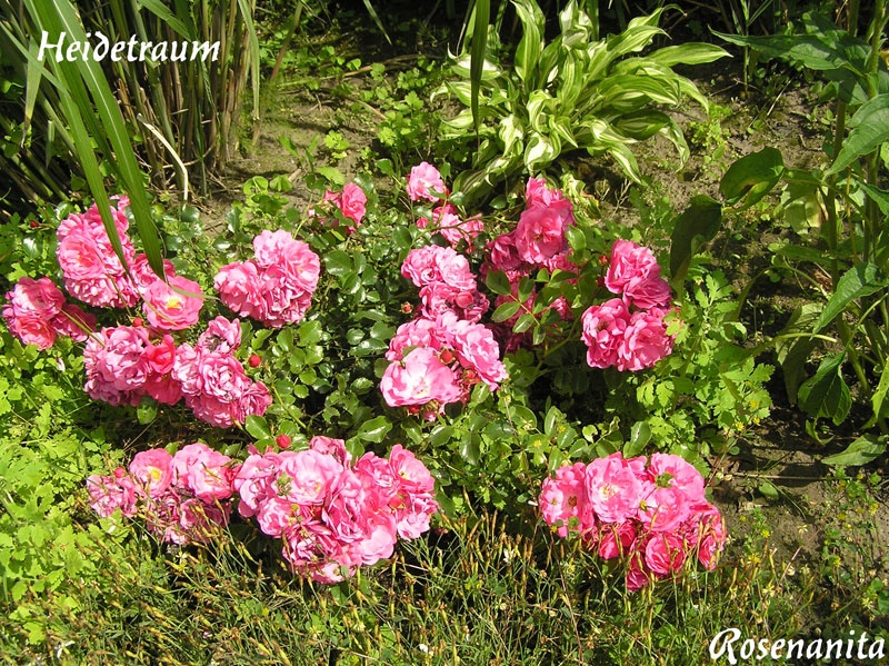 'Heidetraum' rose photo