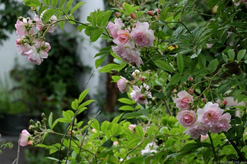 'Mélanie (shrub, Foucart, 2007)' rose photo