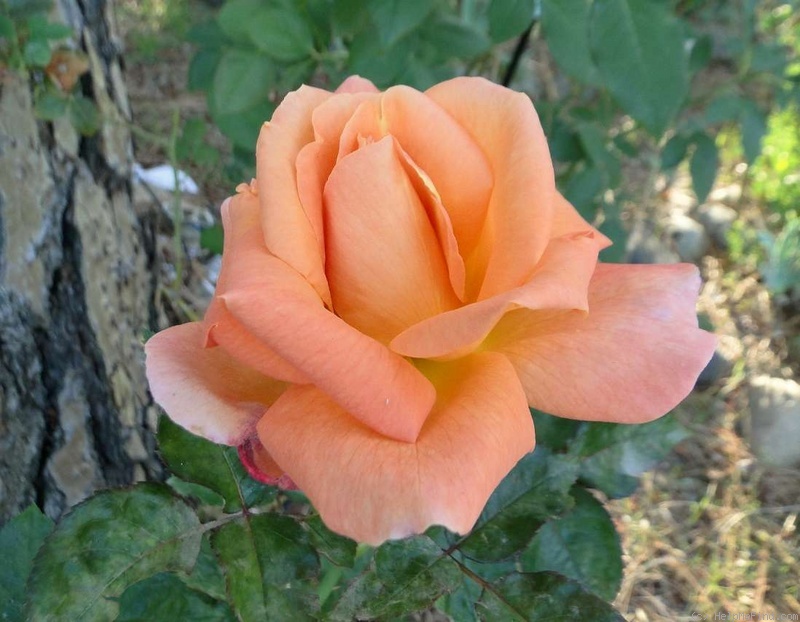 'Mamma Mia! (hybrid tea, Fryer, 2006)' rose, click to enlarge 'Mamma Mia! (hybrid tea, Fryer, 2006)' rose photo