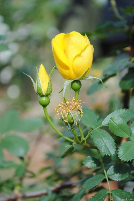 'R. foetida' rose photo