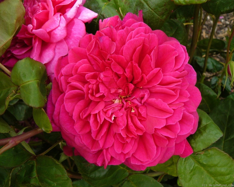 'Sophy's Rose' rose photo