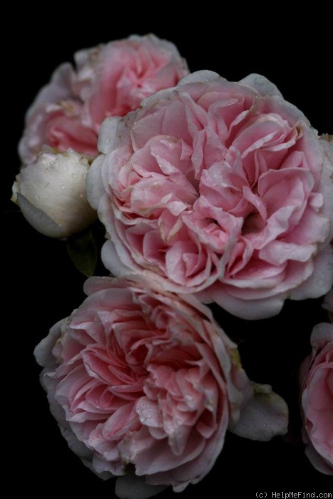 'Bossa Nova™ (floribunda, Poulsen, 1996)' rose photo