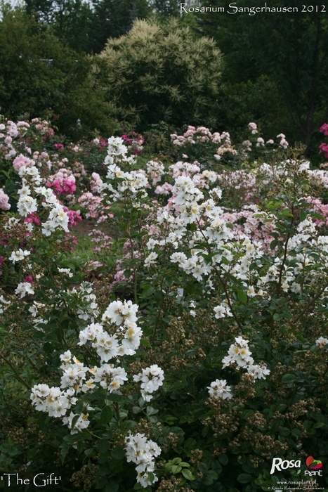 'The Gift' rose photo