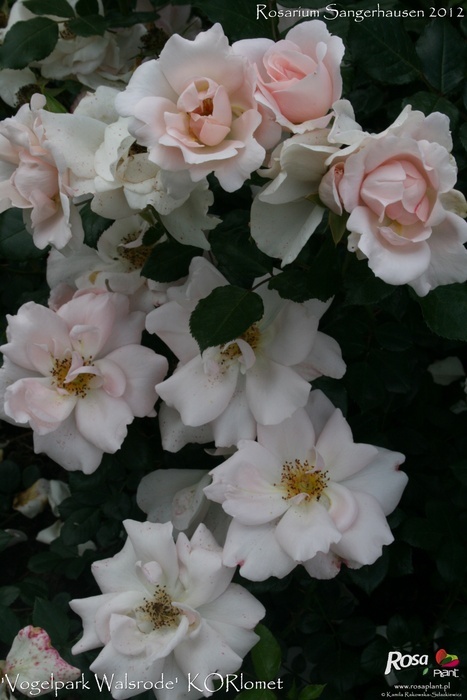 'Vogelpark Walsrode ™ (shrub, Kordes 1988)' rose photo