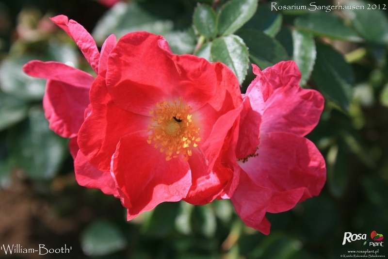 'William Booth' rose photo