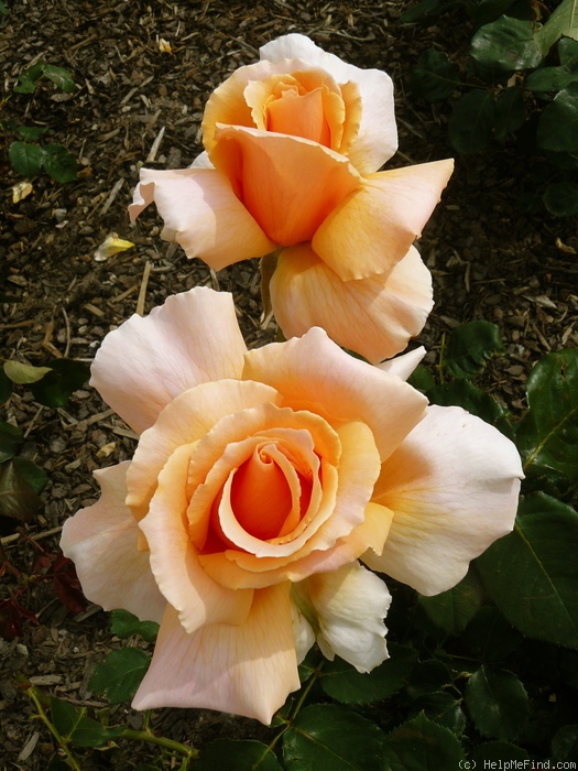 'Just Joey (Hybrid Tea, Cants, 1972)' rose photo