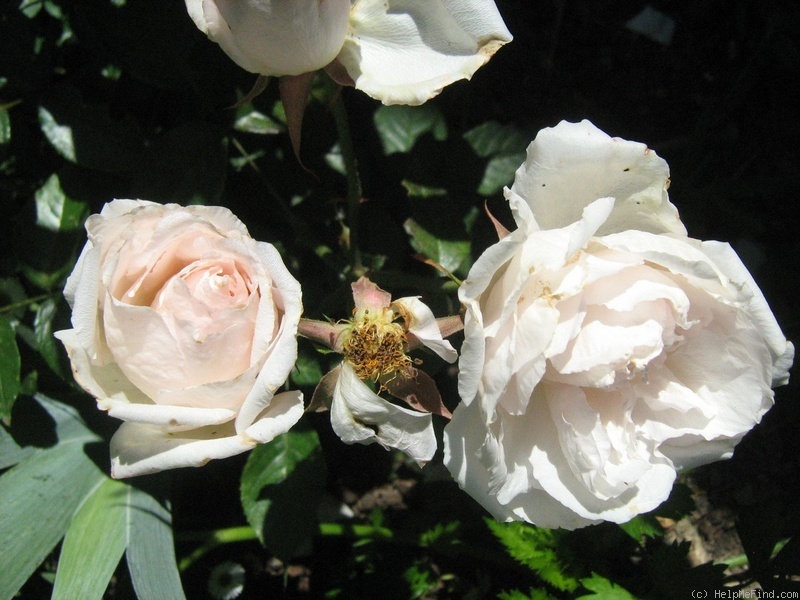 'Duchesse de Brabant' rose photo