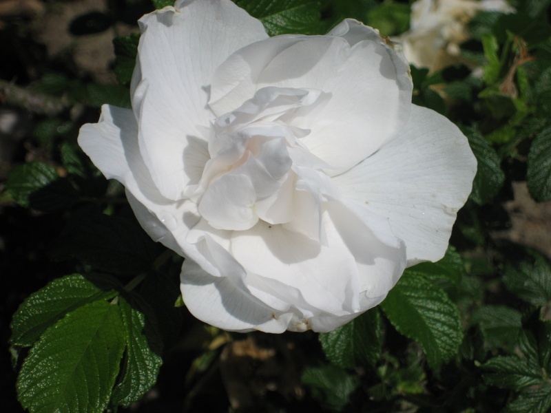 'Blanc Double de Coubert (Rugosa, Cochet-Cochet, 1892)' rose photo
