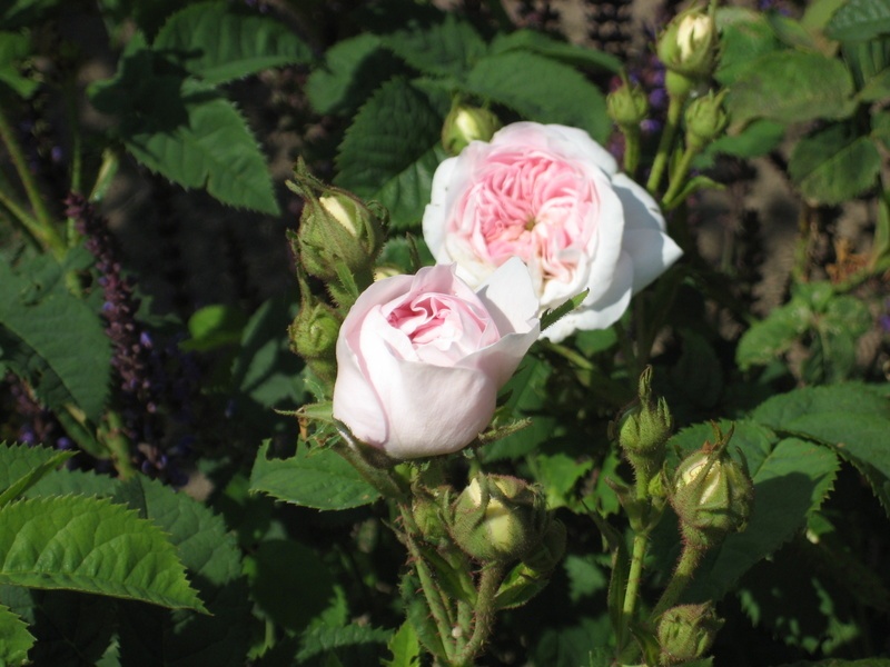 'Blanchefleur (hybrid centifolia, Vibert, 1835)' rose photo