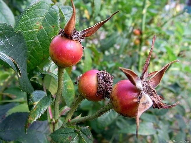 'Hanichola 4' rose photo