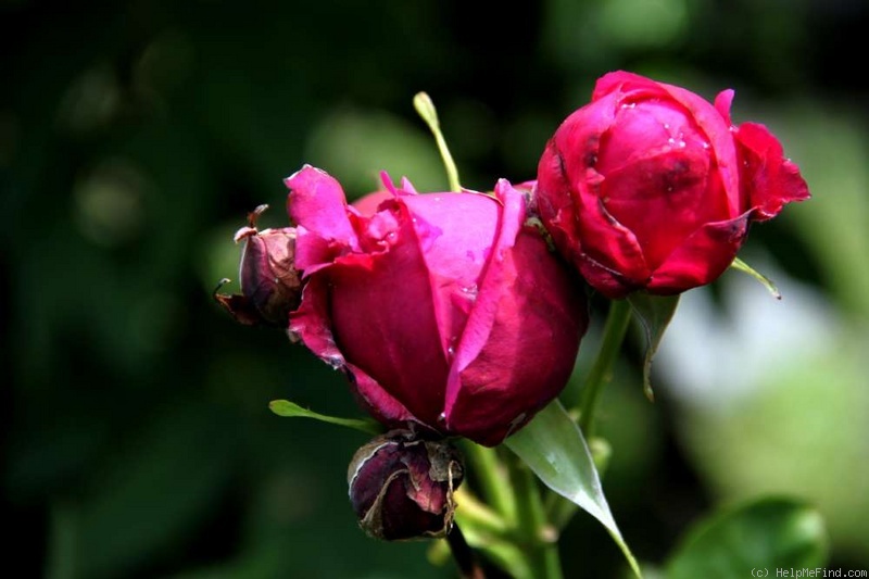 'Henri Foucart' rose photo