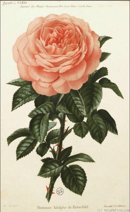 'Baronne Adolphe de Rothschild (hybr. perpetual, Pernet, 1867)' rose photo