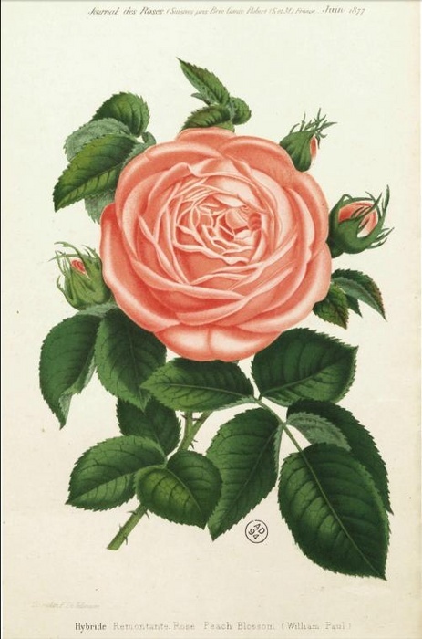 'Peach Blossom (Hybrid Perpetual, Paul, 1874)' rose photo