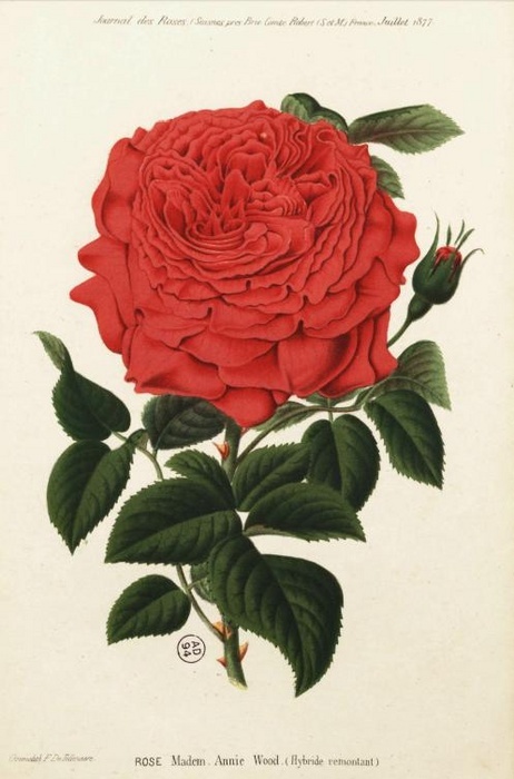 'Mademoiselle Annie Wood' rose photo