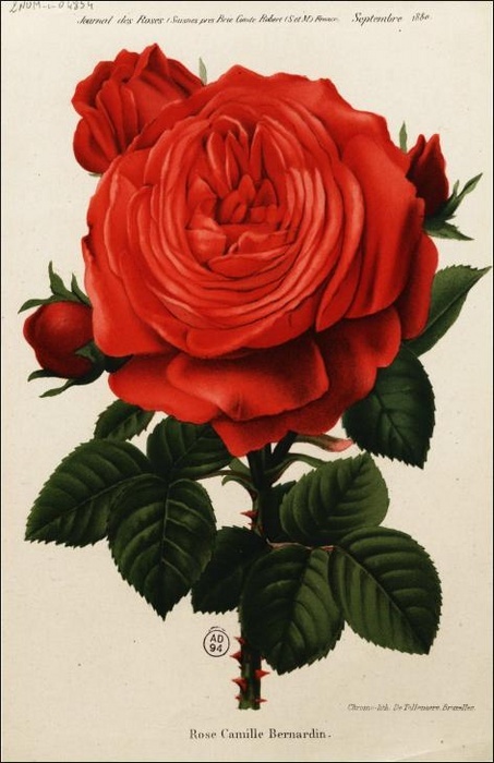 'Camille Bernardin' rose photo