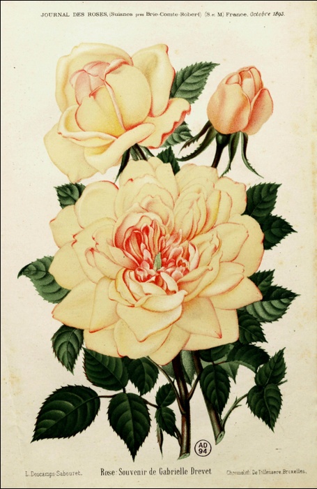 'Souvenir de Gabrielle Drevet' rose photo