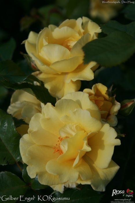 'Gelber Engel ®' rose photo